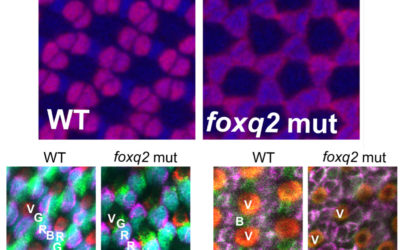 [PHYS ORG] 색맹 물고기는 시력이 어떻게 진화했는지 보여줍니다.