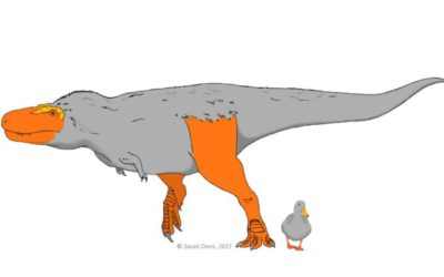[PHYS ORG] 공룡의 얼굴과 발이 색으로 변했을 수 있습니다.