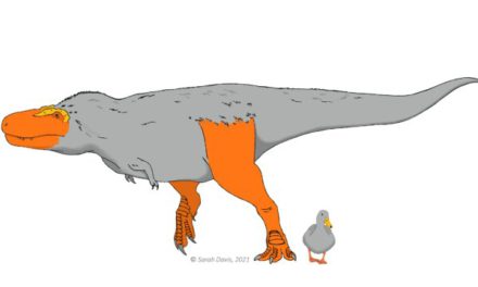 [PHYS ORG] 공룡의 얼굴과 발이 색으로 변했을 수 있습니다.
