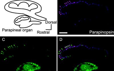 [PHYS ORG] 새로 발견된 칠성장어의 2세포 색 감지 시스템은 색각의 진화에 대한 단서입니다.