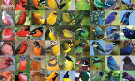 어떻게 새들은 깃털을 화려한 색으로 만들까?