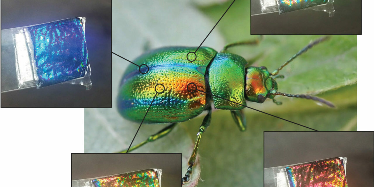 어둠 속에 사는 딱정벌레는 우리에게 지속 가능한 색상을 만드는 방법을 알려준다