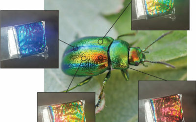어둠 속에 사는 딱정벌레는 우리에게 지속 가능한 색상을 만드는 방법을 알려준다
