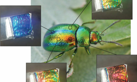 어둠 속에 사는 딱정벌레는 우리에게 지속 가능한 색상을 만드는 방법을 알려준다