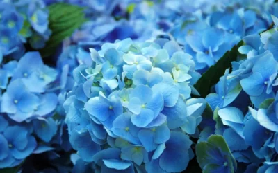파란색 꽃이 더 없는 이유는 무엇인가요?
