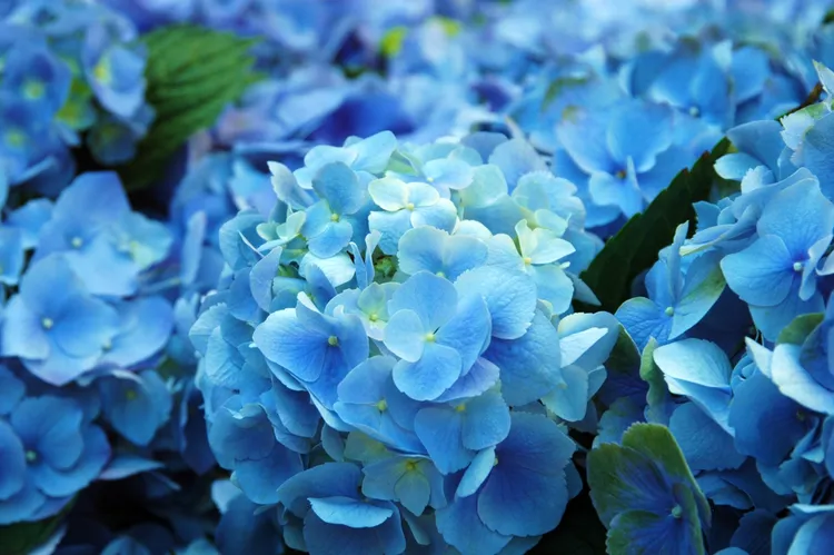 파란색 꽃이 더 없는 이유는 무엇인가요?