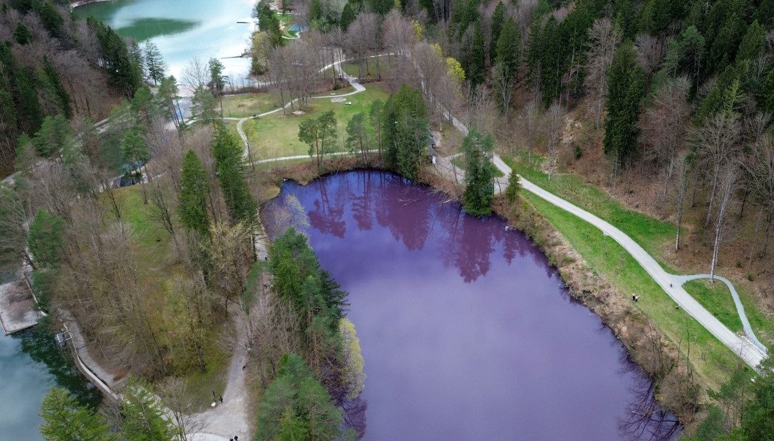 보라색으로 변한 독일 호수 : 박테리아가 호수를 보라색으로 물들이다