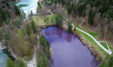 보라색으로 변한 독일 호수 : 박테리아가 호수를 보라색으로 물들이다