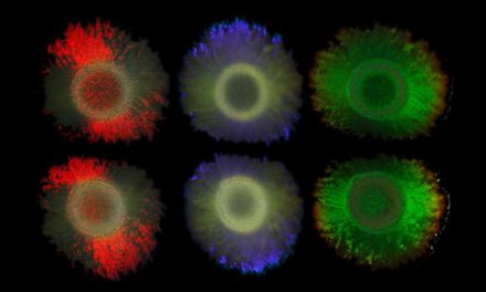박테리아 글리터(Bacterial glitter): 지속 가능한 컬러 기술의 가능성을 열어주는 새로운 발견