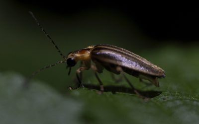 여름 반딧불이의 깜박이는 빛: 잃어버리기에는 너무 중요하고, 사라진 것을 알아차리기에는 너무 작습니다.