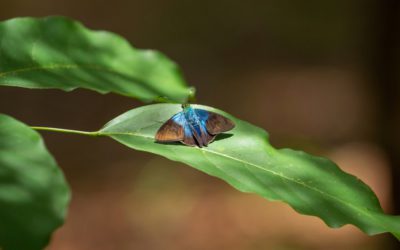 자연의 탈색: 생태계 위기의 색채학적 증상