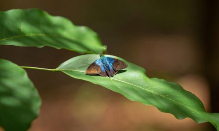 자연의 탈색: 생태계 위기의 색채학적 증상