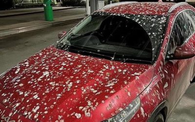 왜 내 차에만 새똥이…새똥 피해와 차량 색
