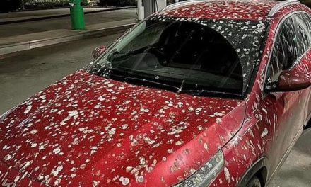 왜 내 차에만 새똥이…새똥 피해와 차량 색