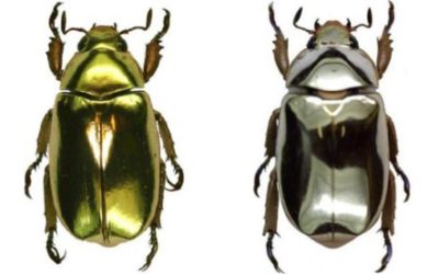 곤충의 색에서 찾은 차세대 디스플레이 – 빛의 방향으로 색을 바꾸는 기술