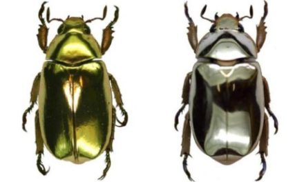 곤충의 색에서 찾은 차세대 디스플레이 – 빛의 방향으로 색을 바꾸는 기술