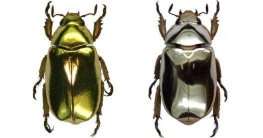 곤충의 색에서 찾은 차세대 디스플레이 – 빛의 방향으로 색을 바꾸는 기술