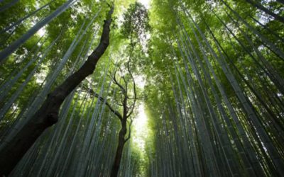 녹색, 자연의 색 – 생명 시스템과 색채 인식에 대한 학술적 성찰