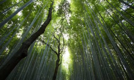 녹색, 자연의 색 – 생명 시스템과 색채 인식에 대한 학술적 성찰