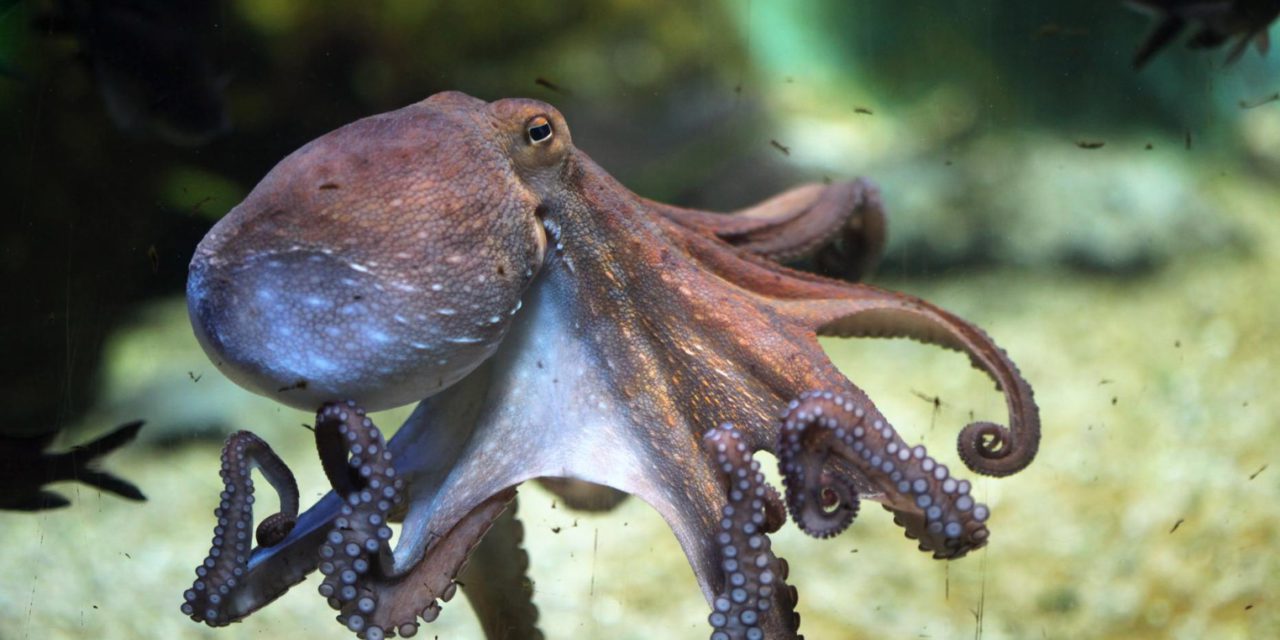 색을 바꾸는 인공 피부