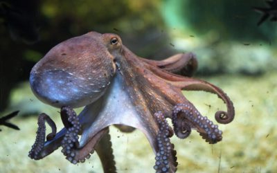 색을 바꾸는 인공 피부